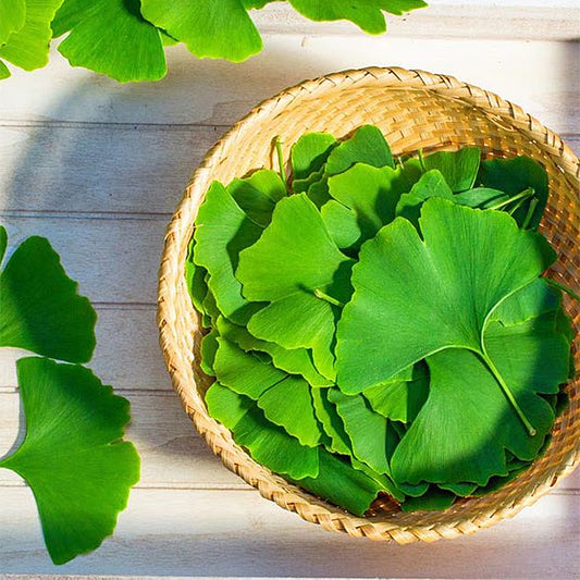 Folha de Ginkgo Biloba